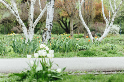 View of flowering plants in park