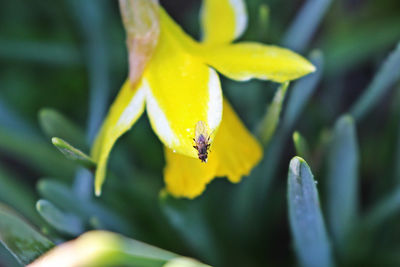 Close-up of bee on yellow flower