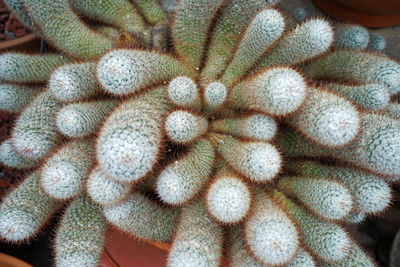 Full frame shot of succulent plant