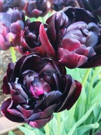 Close-up of red tulip