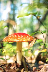 Closeup shot of red poisonous mushroom called amanita muscaria in th forest