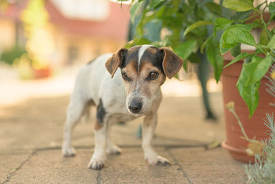 Portrait of dog