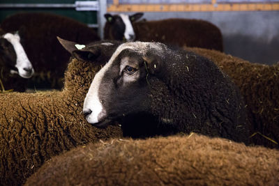 Close-up portrait of sheep