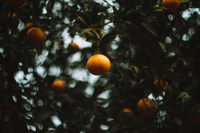 Low angle view of oranges on tree