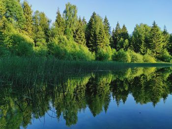 Scenic view of lake by trees against sky