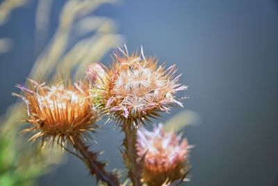 Close-up of wilted flower against blurred background