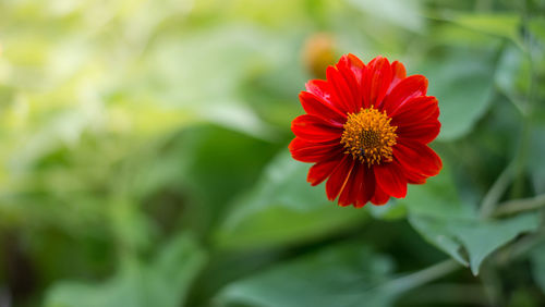 Close-up of red flower