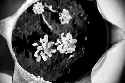 Close-up of potted plant