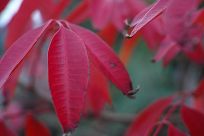 Close-up of red flowering plant