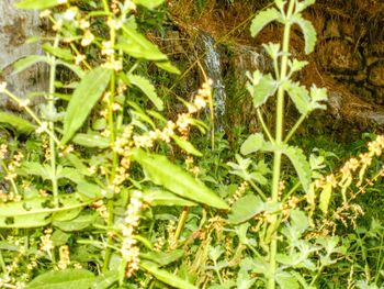 Close-up of plants growing on field