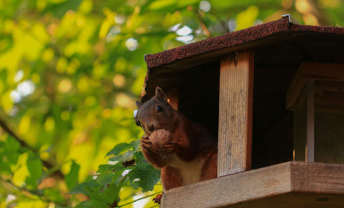 Squirrel on a tree