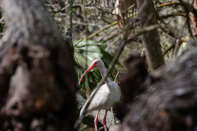 Bird perching on a tree