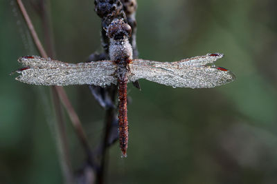 Red dragonfly on a twig