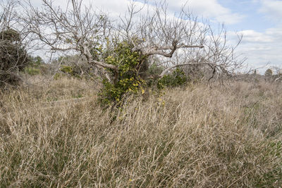 Plants growing on field against sky