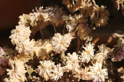 Close-up of white flowering plants