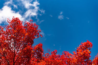 Multicolor beautiful autumn landscape background. colorful fall foliage in sunny day with blue sky.