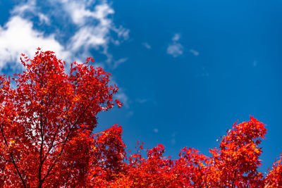 Low angle view of red flowering plant against blue sky