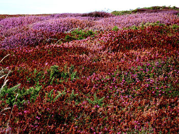 Purple flowering plants on field