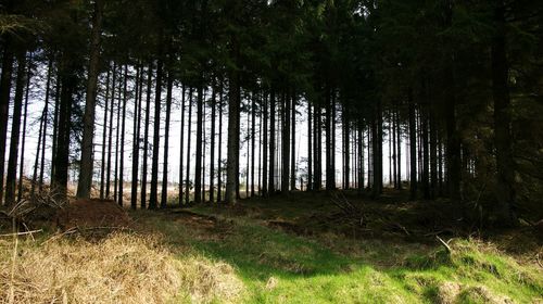 Scenic view of forest