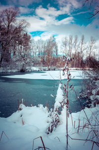 Close-up of tree by lake against sky