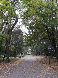 View of trees in autumn