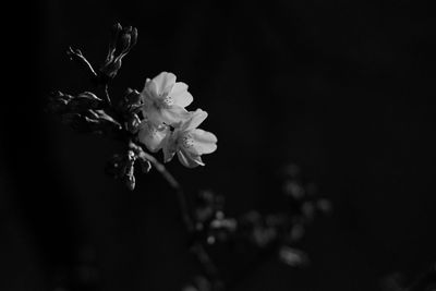 Close-up of pink flowers