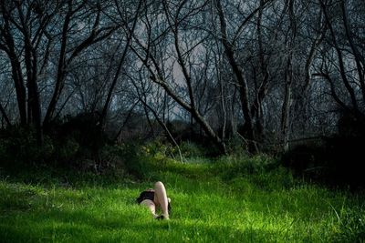 Trees on grassy field