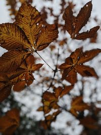 Close-up of frozen plant during winter