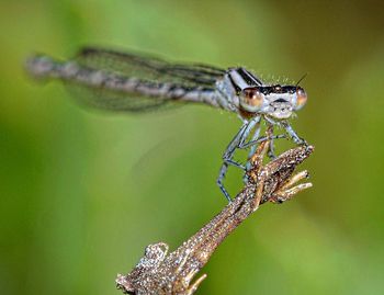 Macro shot of grasshopper