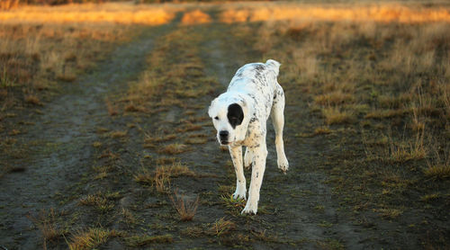 Dog standing on field