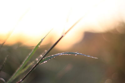 Close-up of wet grass during sunset