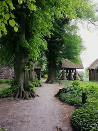 Footpath amidst trees and plants in forest