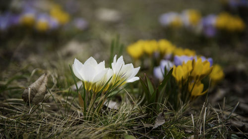 Close-up of white crocus blooming on field