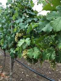 Close-up of plant growing in vineyard