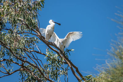 Low angle view of two royal spoonbills platalea regia perched high in a tree in brisbane, australia