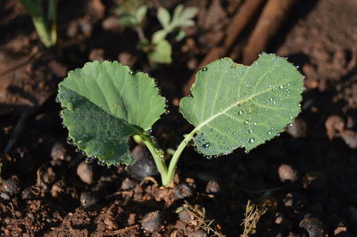 Close-up of green leaves on land