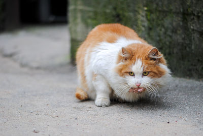 Portrait of ginger cat