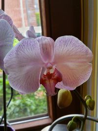 Close-up of orchid blooming outdoors