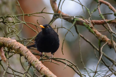 Close-up of bird perching on branch