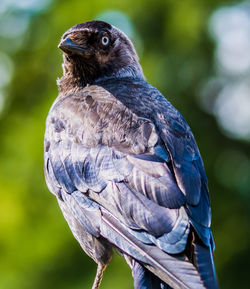 Close-up of owl perching