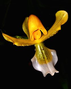 Close-up of flower over black background