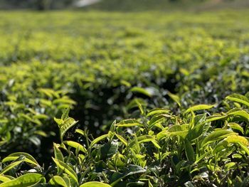 Dalat tea field