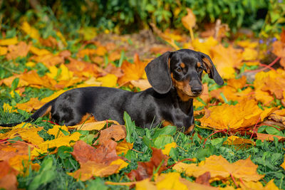 Close-up of dog