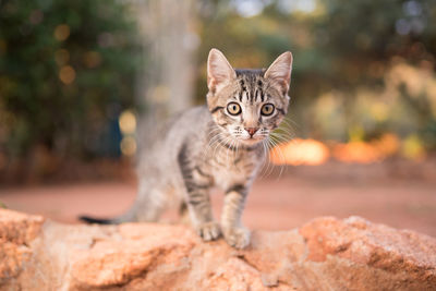 Portrait of a cat