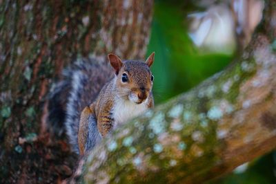 Close-up of squirrel on tree trunk