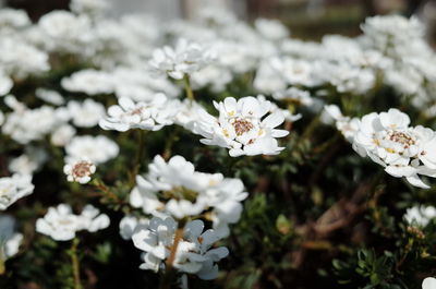 Close-up of white flowers