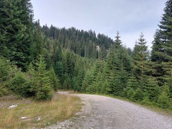 Road amidst trees against sky