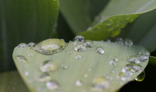 Close-up of water drops on leaf