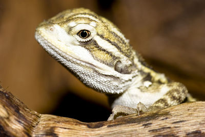 Close-up of lizard