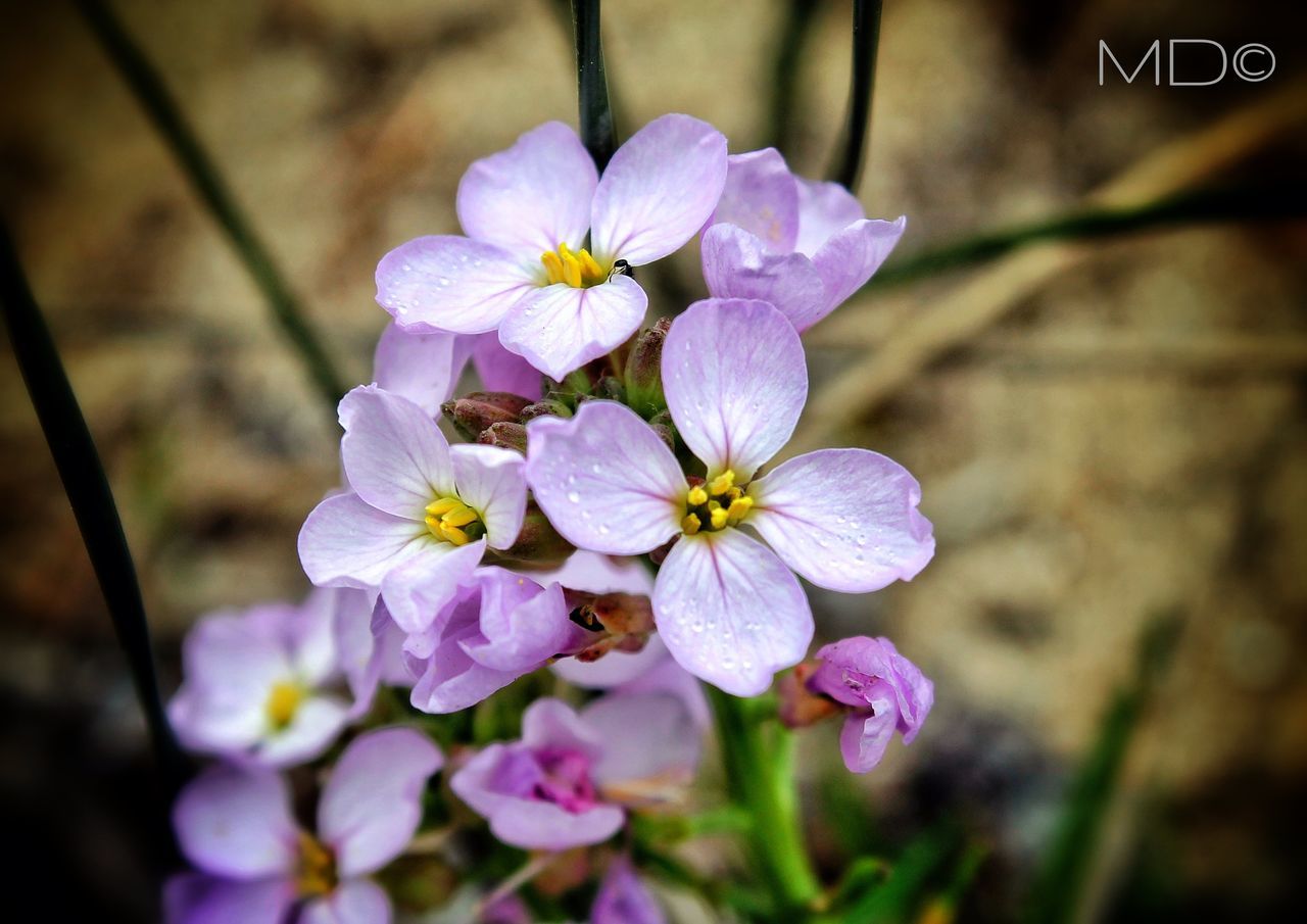 flower, freshness, petal, fragility, flower head, growth, focus on foreground, purple, close-up, beauty in nature, blooming, nature, in bloom, plant, blossom, selective focus, day, springtime, outdoors, no people